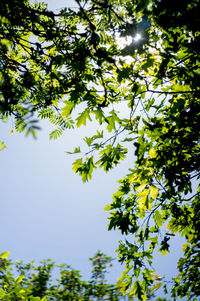 Low angle view of tree against sky