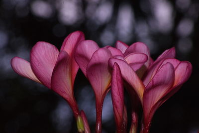 Close-up of pink frangipanis blooming outdoors at night