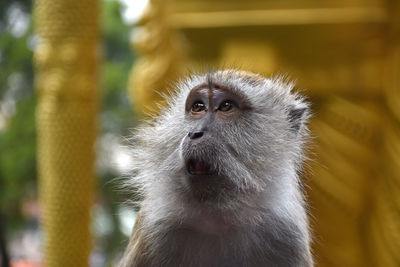 Close-up of a monkey looking away