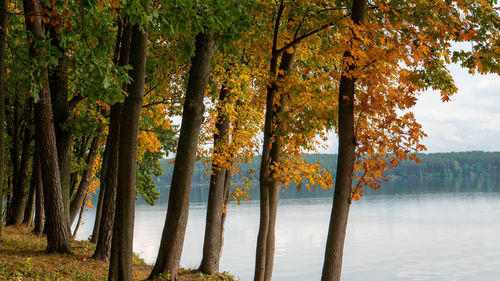 Trees by lake during autumn