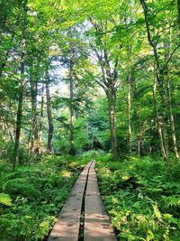 View of trees in forest