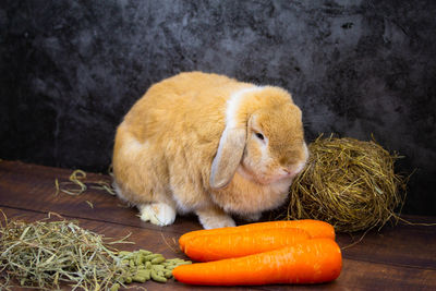 Close-up of a eating food