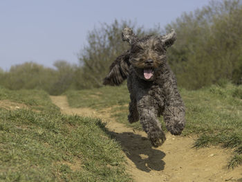 Portrait of dog running on field