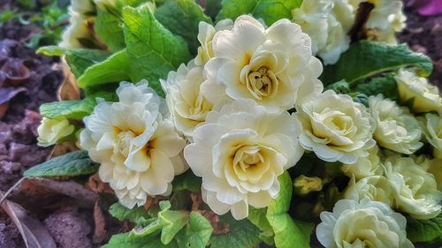 Close-up of white roses