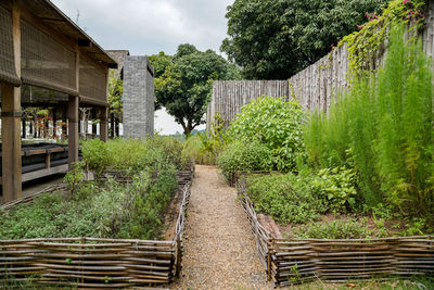 Footpath amidst trees and plants against sky