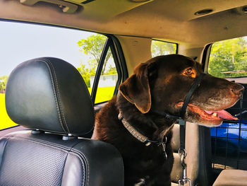 Dog sitting in car