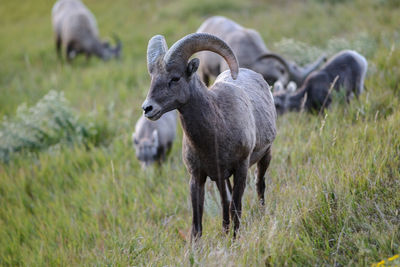 Sheep grazing on grassy field