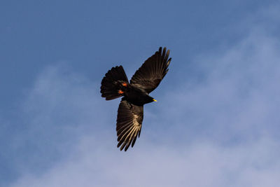 Low angle view of bird flying