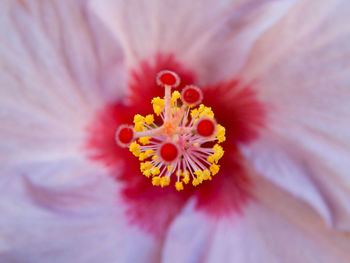 Close-up of hibiscus flower