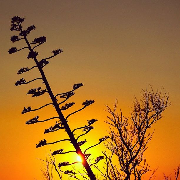 sunset, orange color, low angle view, silhouette, clear sky, nature, tree, beauty in nature, copy space, sky, tranquility, yellow, bare tree, scenics, outdoors, no people, branch, growth, idyllic, tranquil scene