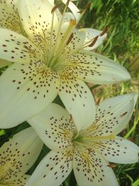 Close-up of fresh white lily flowers