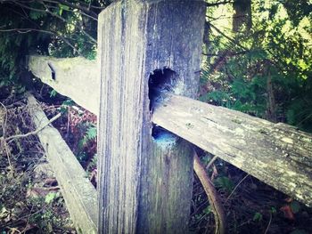 Wooden tree trunk in forest