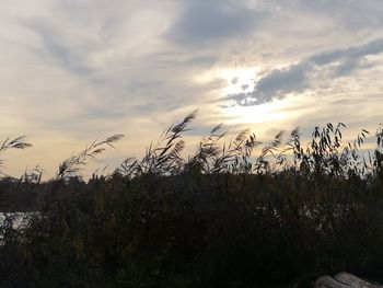 Plants growing on field against sky during sunset