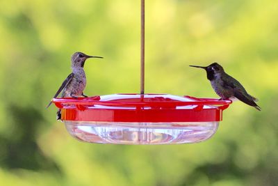 Close-up of hummingbirds on feeder