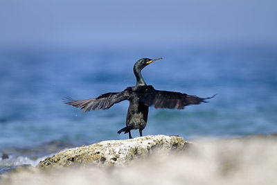 Bird flying over rock