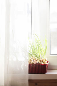 Potted plant on window