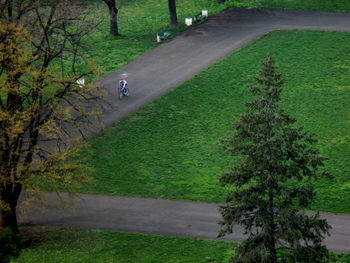 Trees in park