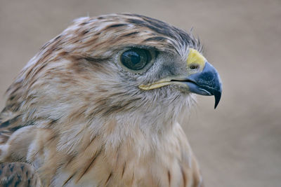 Falcon in the zoo looking at camera