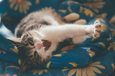 Close-up of cat sleeping on bed