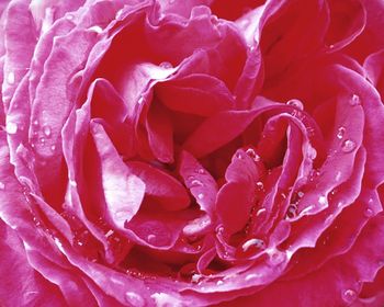 Close-up of wet rose blooming outdoors