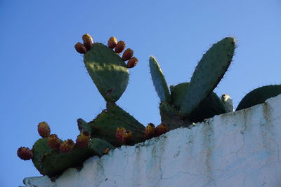 Low angle view of prickly pear cactus against clear sky