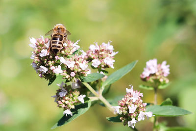 Close-up of bee pollinating on flower