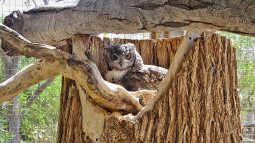 View of an animal on tree trunk in zoo