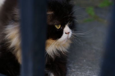 Close-up portrait of a cat