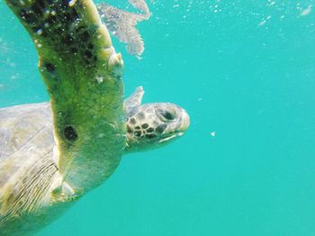 Close-up of turtle swimming undersea