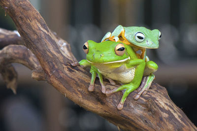 Close-up of lizard on branch