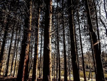 Low angle view of trees in forest