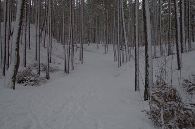 Snow covered land and trees in forest