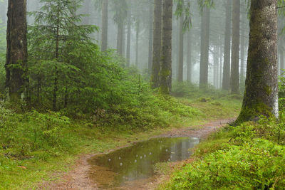 Trees in forest