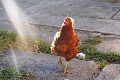 View of a bird on land