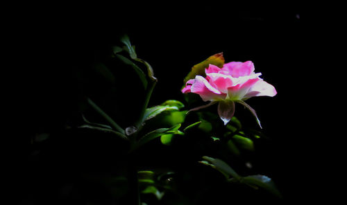 Close-up of pink flowers blooming against black background