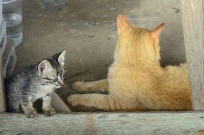 Close-up of cat sitting outdoors