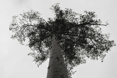 Low angle view of tree against sky