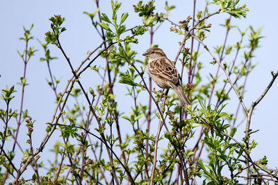 Low angle view of bird perching on branch against sky