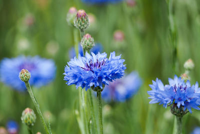 Close-up of purple flowering plants