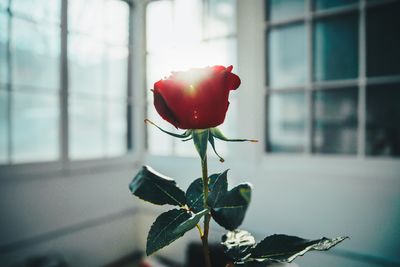 Close-up of rose against window