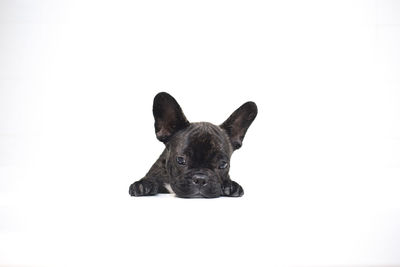 Portrait of a black dog over white background