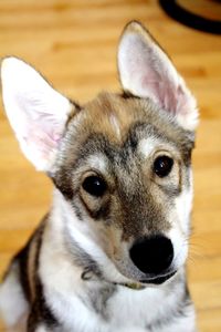 Close-up portrait of dog on floor