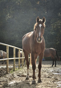 Horses standing on field