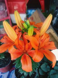 Close-up of orange flowering plant