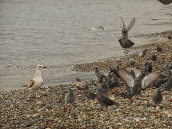 High angle view of seagulls on beach