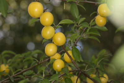 Close-up of fruits on tree