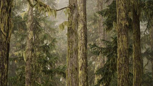 Close-up of pine trees in forest