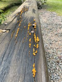 High angle view of yellow leaves on road