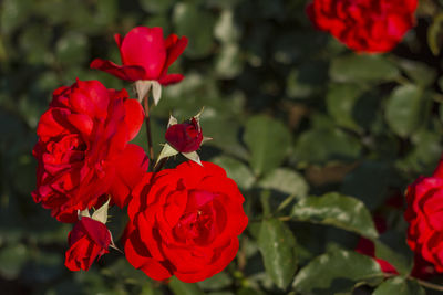 Close-up of red rose