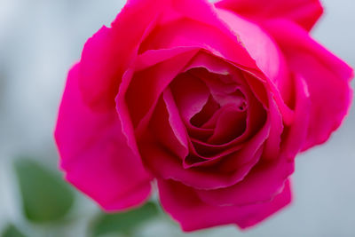 Close-up of pink rose